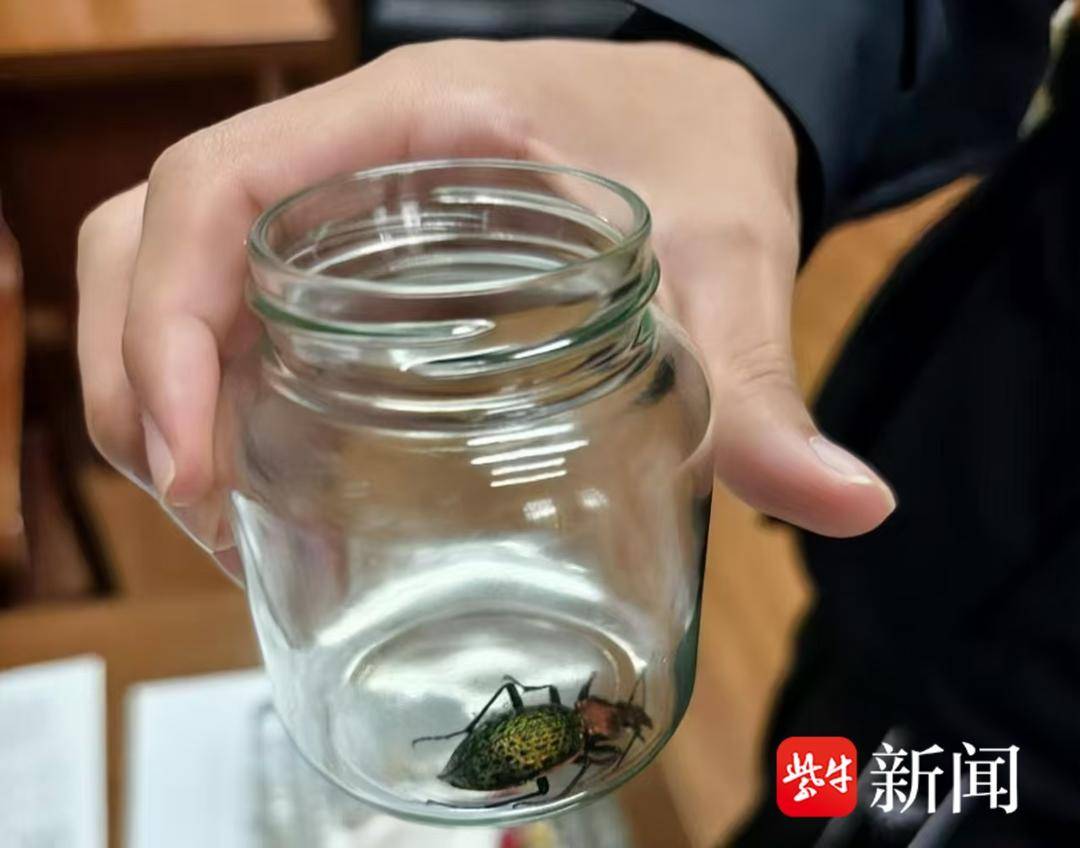 看见这种“绿宝石”千万别抓，它叫拉步甲，受保护！